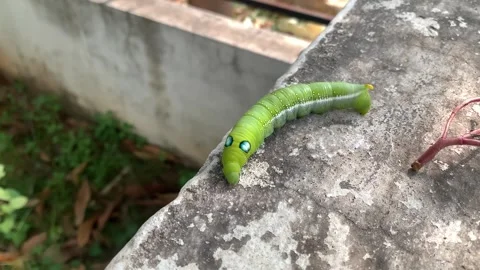 Green caterpillar on the wall Stock Footage 290169604