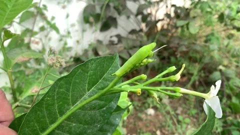Green caterpillar on the wall Stock Footage 290169608