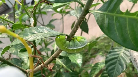 Green caterpillar on the wall Stock Footage 290169612
