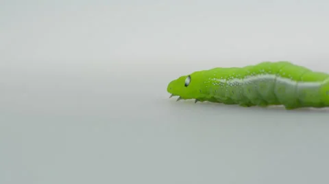 Green Caterpillar in white background 動画素材 39164820