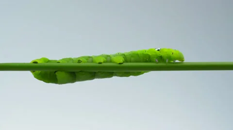 Green Caterpillar in white background Stock Footage