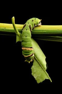 Green caterpillars crawl on branches while eating leaves Stock Photos