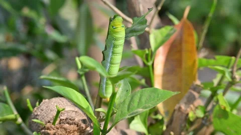Green Caterpillars. Stock Footage 302888736