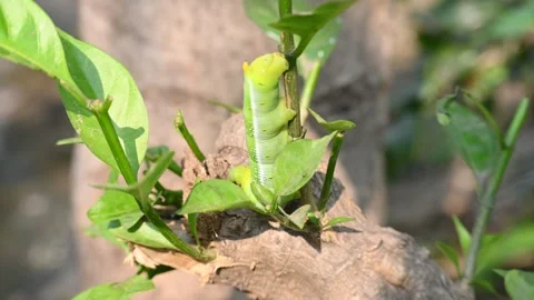 Green Caterpillars. Stock Footage 302888858