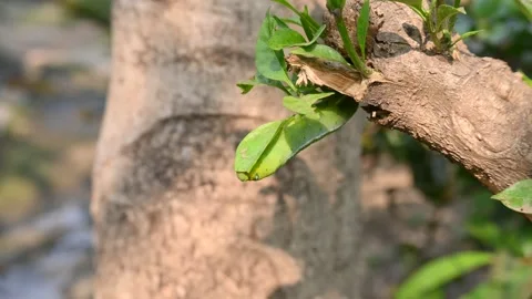 Green Caterpillars. Stock Footage 302888896