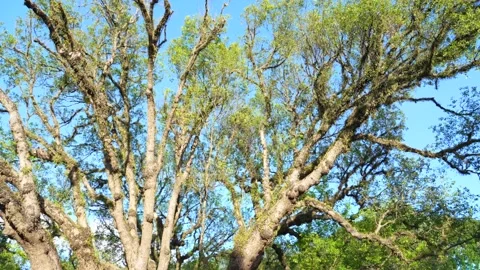 The Green Cathedral: Smooth Gimbal Movement Under Ancient Trees 스톡 동영상 342209009