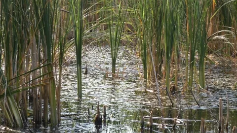 Green cattail stems growing in glittering swamp water during daytime Видео 336910831
