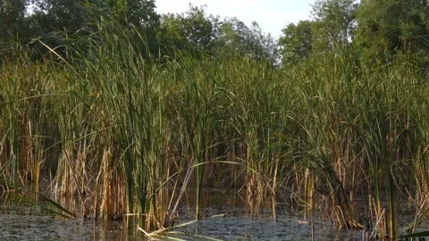 Green cattail wall swaying in wind under bright sun for organic texture Vidéo 337774739