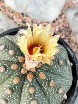 Green catus Stock Photos