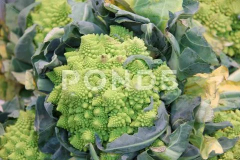 Green cauliflower Stock Photos