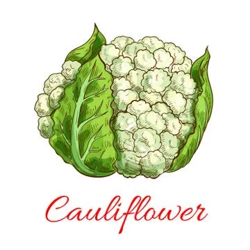 Green cauliflower vector isolated vegetable Stock Illustration