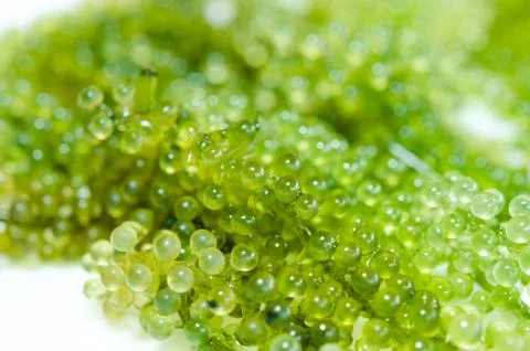 Green caviar Stock Photos