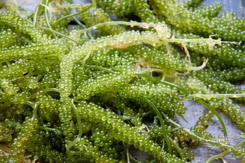 Green Caviar Stock Photos
