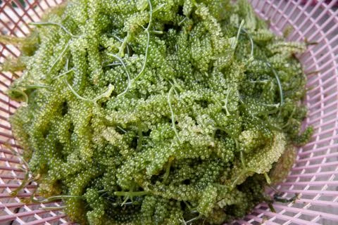 Green Caviar Stock Photos