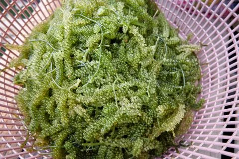 Green Caviar Stock Photos