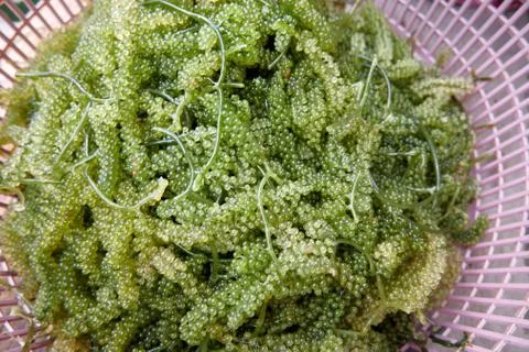 Green Caviar Stock Photos