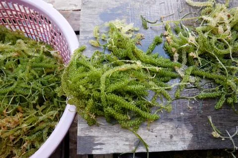 Green Caviar Stock Photos