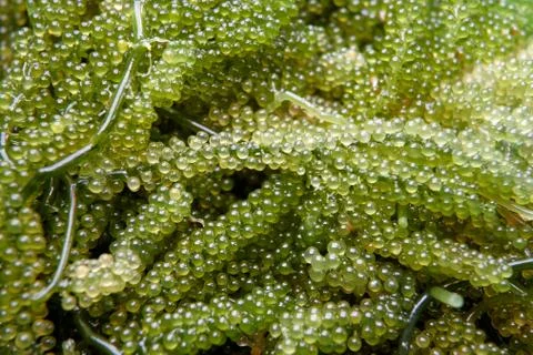 Green Caviar Stock Photos
