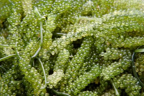 Green Caviar Stock Photos