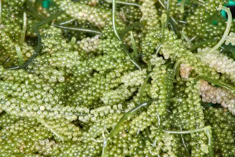 Green Caviar Stock Photos