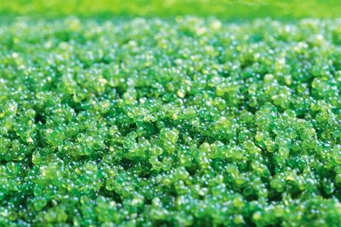 Green caviar Foto stock