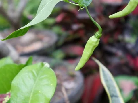 Green Cayenne Pepper Stock Photos