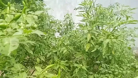 Green cayenne pepper plants that bear heavy fruit with a very spicy chili taste Stock Footage 288003120