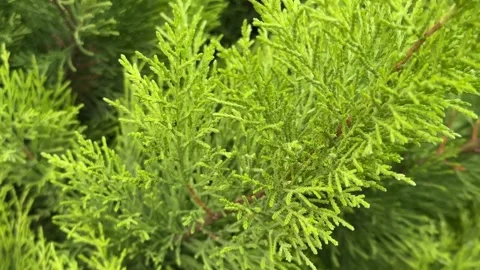 Green cedar branches in close-up, ideal for nature background or seasonal t.. Stock Footage 329469014