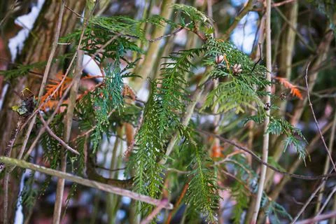 Green cedar branches with cones Stock Photos