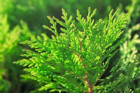 Green cedar branches glow in sunlight Stock Photos