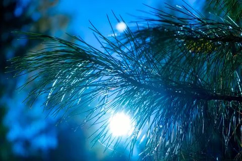 Green cedar branches in the sunlight. Dense branches of a coniferous tree Stock Photos