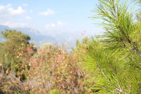Green cedar pine branches on the right frame against the background of plants Foto stock