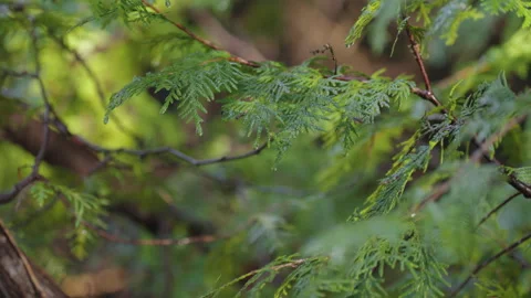 Green Cedar Tree Branches in Forest Near Waterfall Stock Footage 338469511