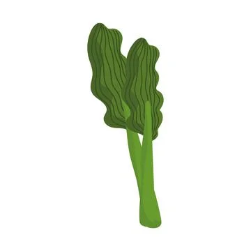 Green celery fresh Stock Illustration