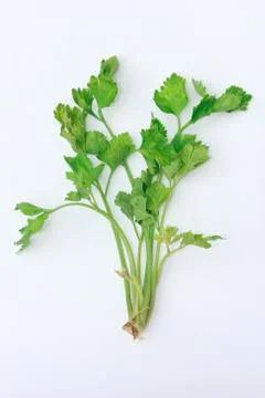 Green celery isolated on white Fotos de archivo