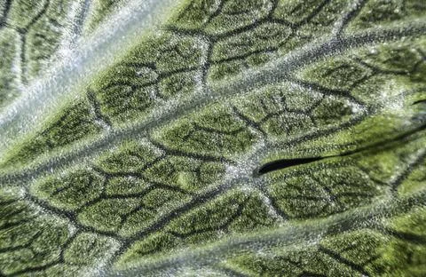 Green celery leaf macro under the microscope with a magnification of 40 times Stock Photos