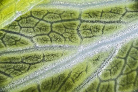 Green celery leaf macro under the microscope with a magnification of 40 times Stock Photos