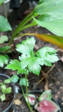 Green celery leaves Stock-Fotos