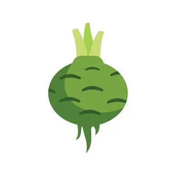 Green celery root vegetable growing with leaves illustration Stock Illustration