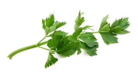 Green celery sprig Stock Photos
