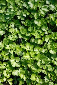 Green celery sprout Stock Photos