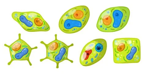 Green cell of plant Illustration