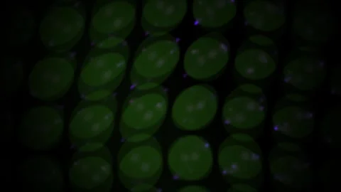 Green cells under microscope. Stock Footage 334678400