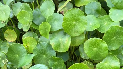 Green Centella asiatica leaves with round shape and vein patterns Stock-Footage 314708185