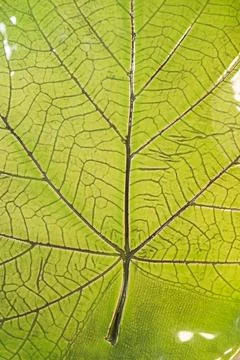 Green ceramic leaf plate macro texture with detailed veins botanical Stock Photos