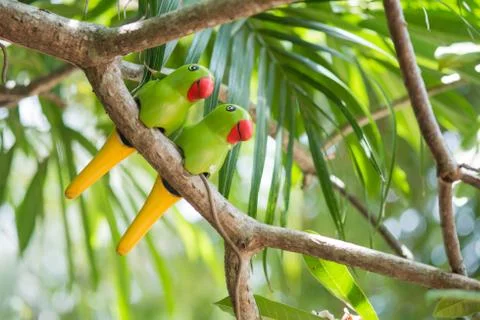 Green ceramic parrots on the tree Stock Photos
