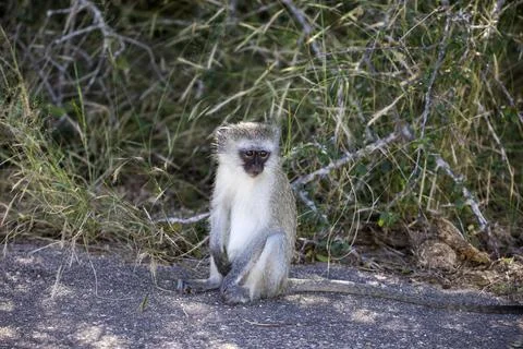 The green cercopithecus or vervet, commonly called tumbili. Stock Photos