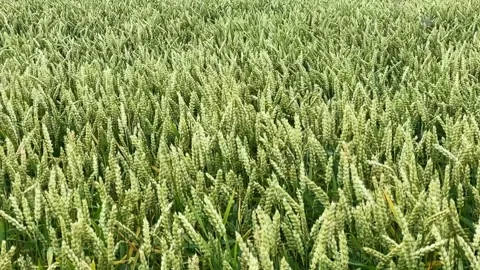 Green cereal ears waving at the wind. Summer Stock Footage 170518920