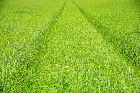 Green cereal field with driven machine feet Foto stock