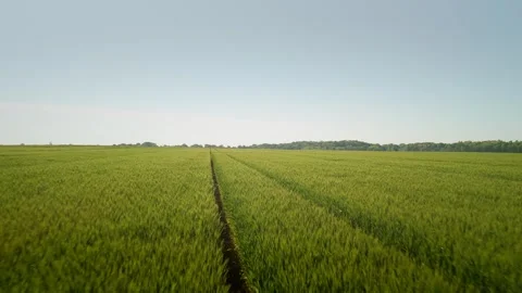 Green cereal field in spring with trees in the background Stock Footage 317621297